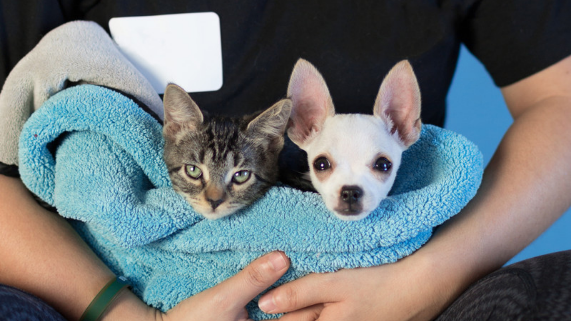 Featured image for “Young-Williams Animal Center seeks forever homes for 250 pets in honor of U.S.A.’s 250th birthday”