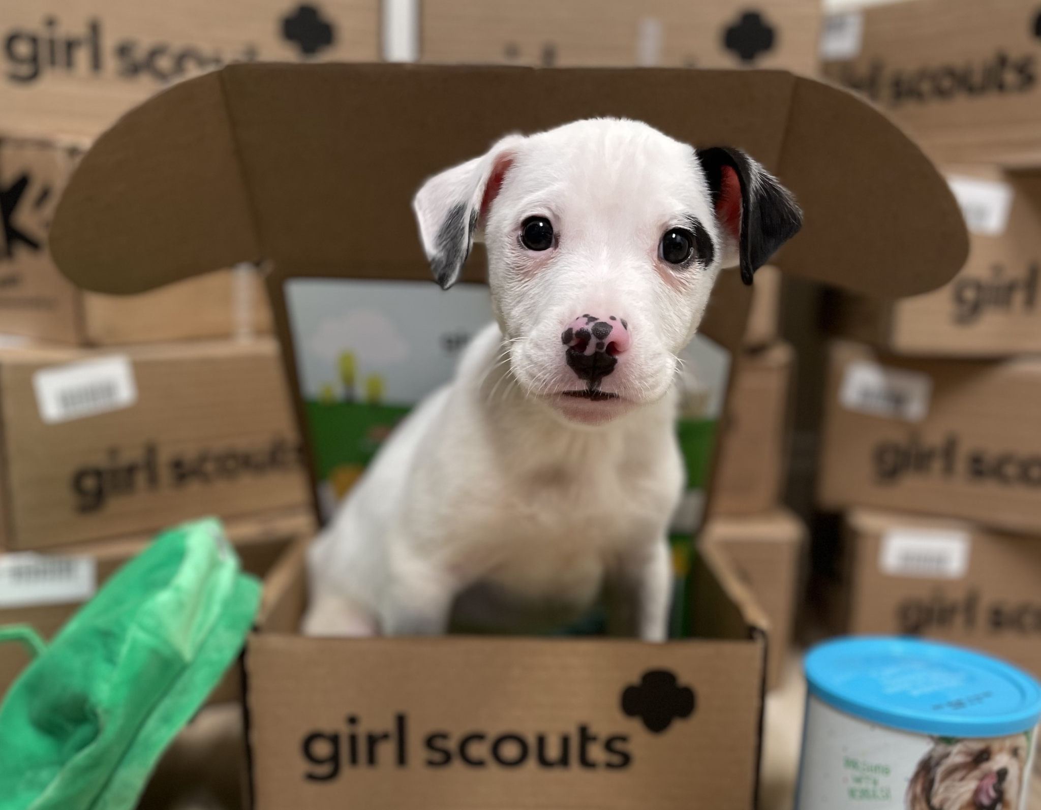 Featured image for “Girl Scouts partners with Young-Williams Animal Center to send BarkBoxes to shelter dogs”